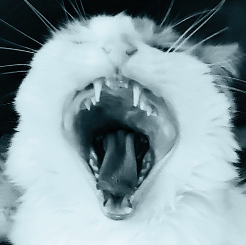 HOOMANZ Only!